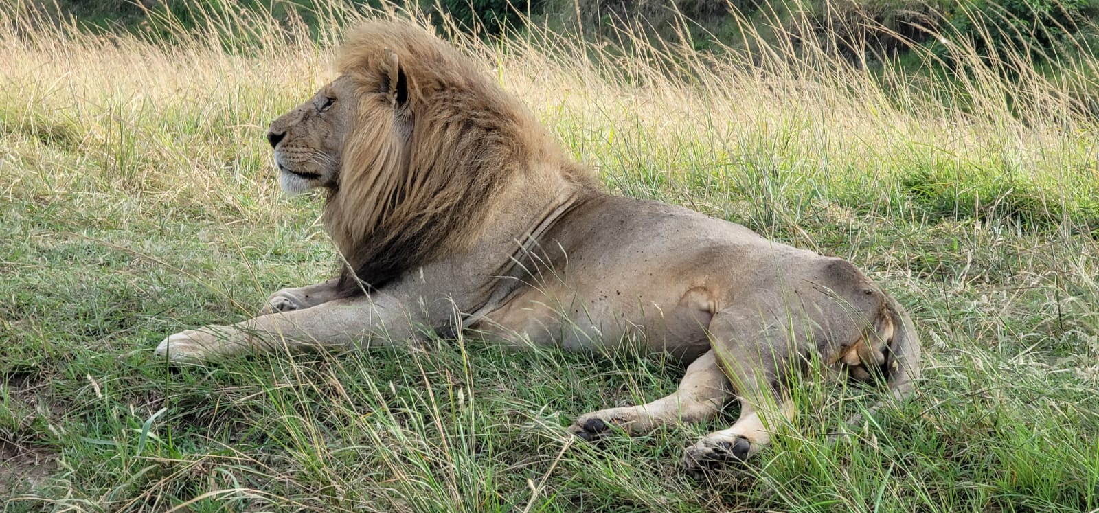 4 Days Maasai Mara / Lake Nakuru Budget Tour